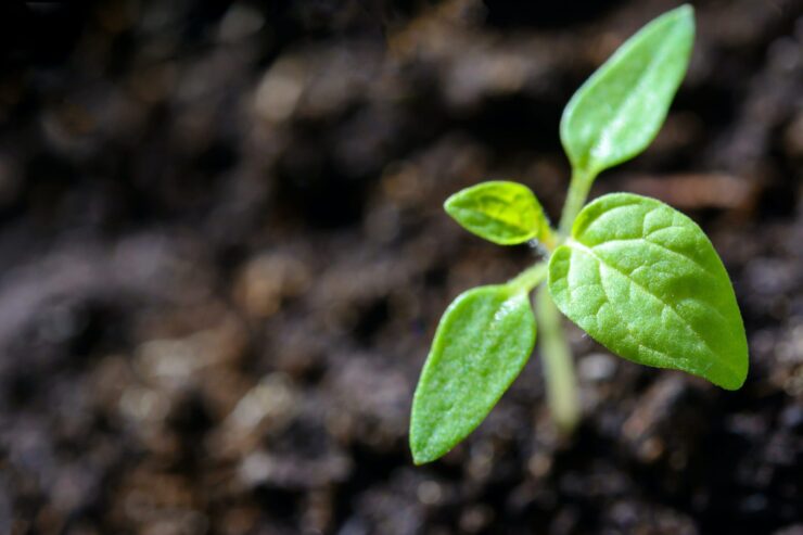 Planta nascendo em um solo de qualidade