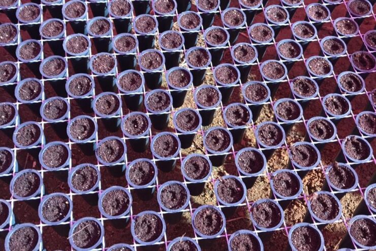 Mudas de café no tubete