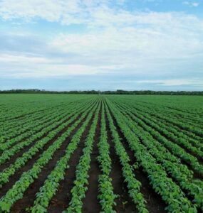 Campo de soja em que foi aplicado herbicidas pré-emergentes