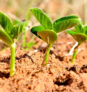 Plantas de soja em fase de crescimento