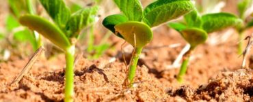 Plantas de soja em fase de crescimento