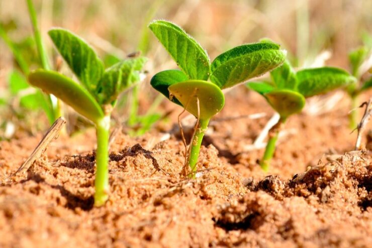 Plantas de soja em fase de crescimento