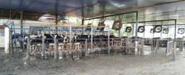 Instalação de fazenda leiteira