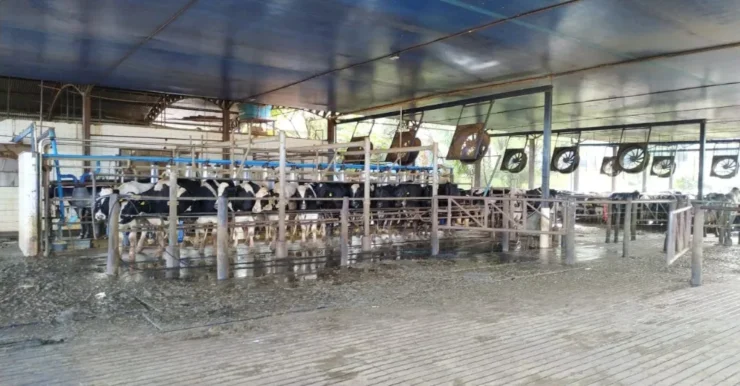 Instalação de fazenda leiteira