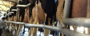 Vacas leiteiras sendo preparadas para aplicação do pré-dipping