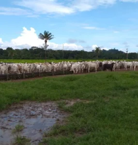 Bovinos de corte em recria intensiva a pasto