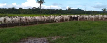 Bovinos de corte em recria intensiva a pasto