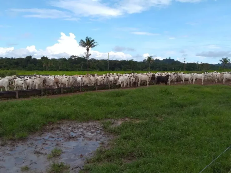 Bovinos de corte em recria intensiva a pasto