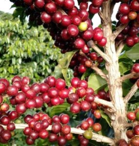 Frutos do café com sintomas de ataque do ácaro da mancha anular