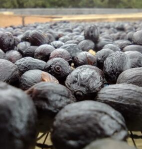 Frutos de café no pós colheita