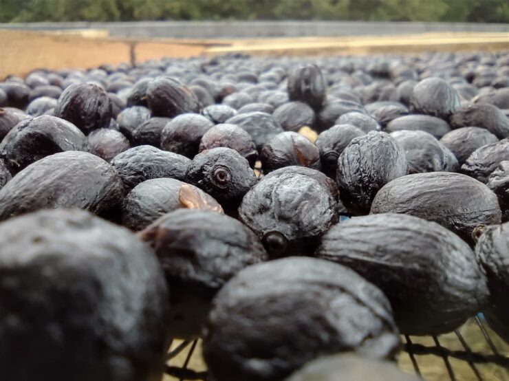 Frutos de café no pós colheita