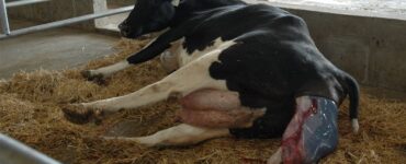 Vaca leiteira durante parto