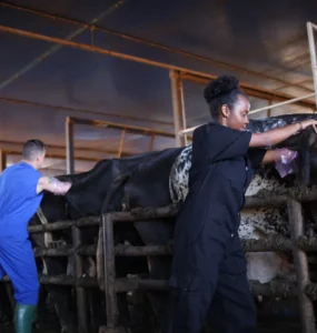 Pessoas fazendo inseminação em bovinos