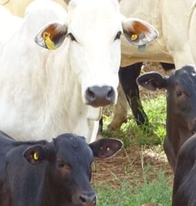 Bois adultos e bezerros em uma fazenda