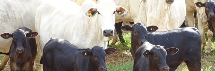 Bois adultos e bezerros em uma fazenda