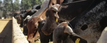 Bovinos leiteiros se alimentando em um cocho