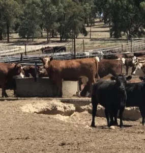 Bovinos bebendo água em bebedouro