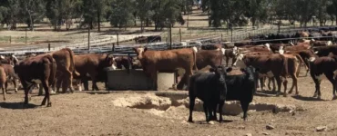 Bovinos bebendo água em bebedouro