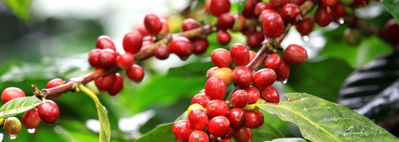 Cafeeiro com frutos