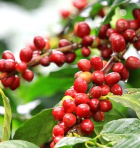 Cafeeiro com frutos