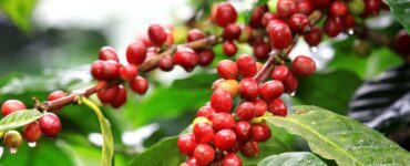 Cafeeiro com frutos