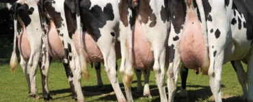 Cinco vacas leiteiras de costas