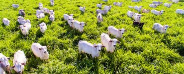 Vários bovinos da pecuária de corte em uma pastagem