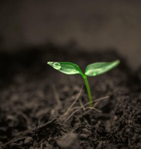 Planta em estágio inicial de crescimento com uma gota de água em cima da folha
