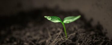 Planta em estágio inicial de crescimento com uma gota de água em cima da folha