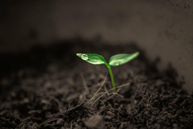Planta em estágio inicial de crescimento com uma gota de água em cima da folha