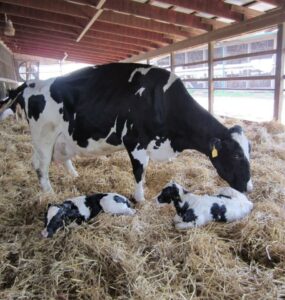 Vaca leiteira em período de transição
