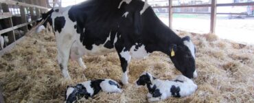 Vaca leiteira em período de transição