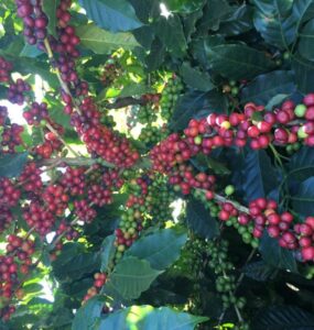 Frutos de café após a aplicação de maturadores