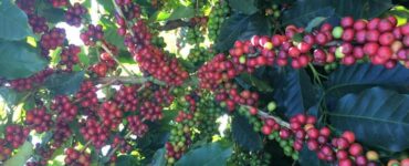 Frutos de café após a aplicação de maturadores