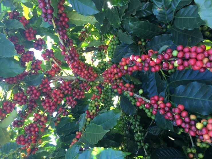 Frutos de café após a aplicação de maturadores