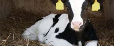 Bezerra leiteira em uma propriedade