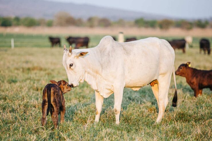 Vaca e bezerro representando habilidade materna