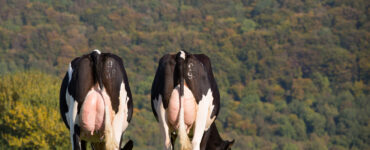 Vacas leiteiras se alimentando de forrageira em uma fazenda