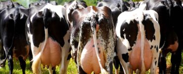 Vacas leiteiras em um pasto