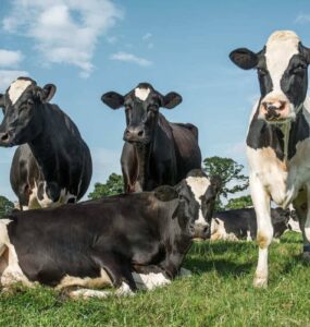 Três vacas leiteiras em pé e uma vaca deitada em uma pastagem