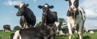 Três vacas leiteiras em pé e uma vaca deitada em uma pastagem