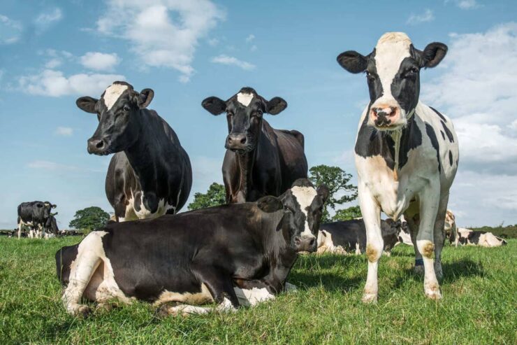 Três vacas leiteiras em pé e uma vaca deitada em uma pastagem