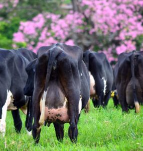 Vacas leiteiras em um pasto verde