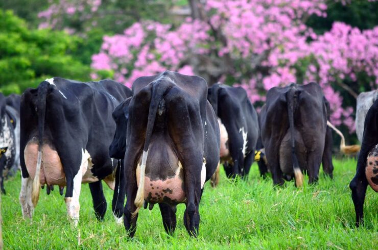 Vacas leiteiras em um pasto verde