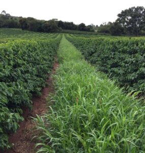 Cafezal com braquiária nas entrelinhas entre os cafeeiros