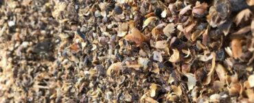 Casca de café utilizada como matéria orgânica no solo