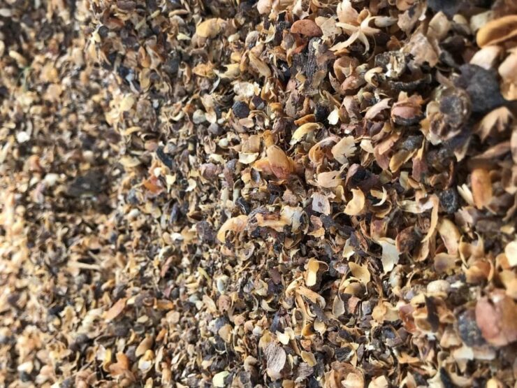 Casca de café utilizada como matéria orgânica no solo