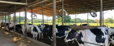 Vacas leiteiras em um sistema de compost barn
