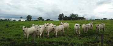 Vários bovinos de corte em uma pastagem