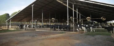 Fazenda de vacas leiteiras